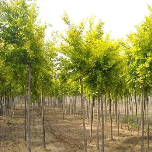 原料辅料,初加工材料 农产品 绿化苗木 乔木 供应 绿化苗木 金枝槐